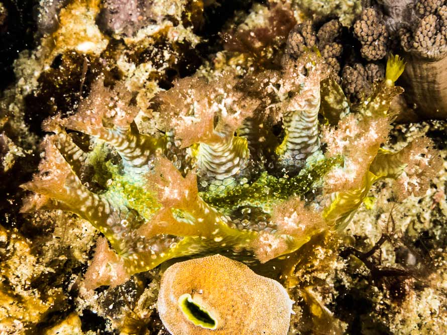 Marionia rubra
